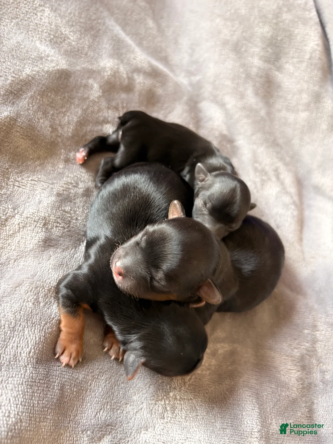 Yorkshire Terrier dogs for sale: Micro - Ad 2