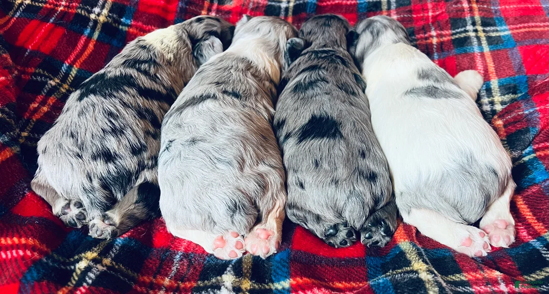 Cocker Spaniel dogs for sale: Gustav  - Ad 4