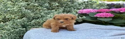 Toy Poodle dogs for sale: Pixie - Ad 14