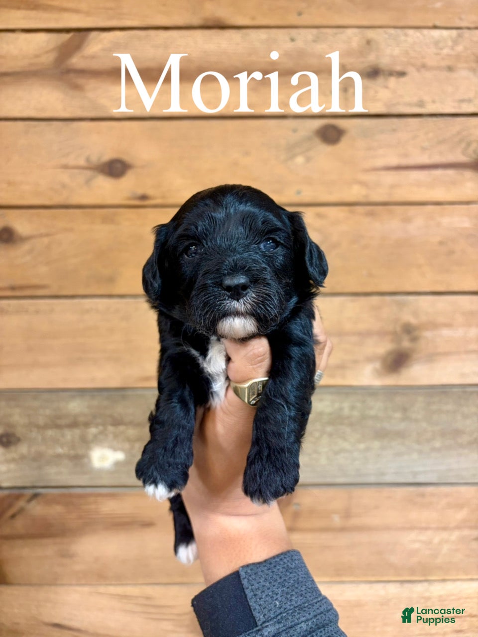 Cavapoo dogs Moriah - Ad 1