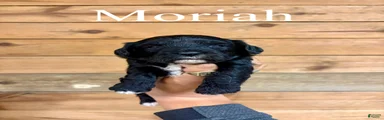 Moriah