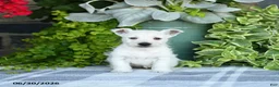 West Highland Terrier dogs for sale: Alayna - Ad 5