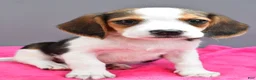 Beagle dogs for sale: Darcey - Ad 8