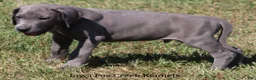 Great Dane dogs for sale: Sarge - Ad 10
