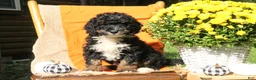 Mini Bernedoodle dogs for sale: Aspen - Ad 3