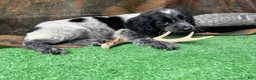 English Springer Spaniel dogs for sale: Anne - Ad 3