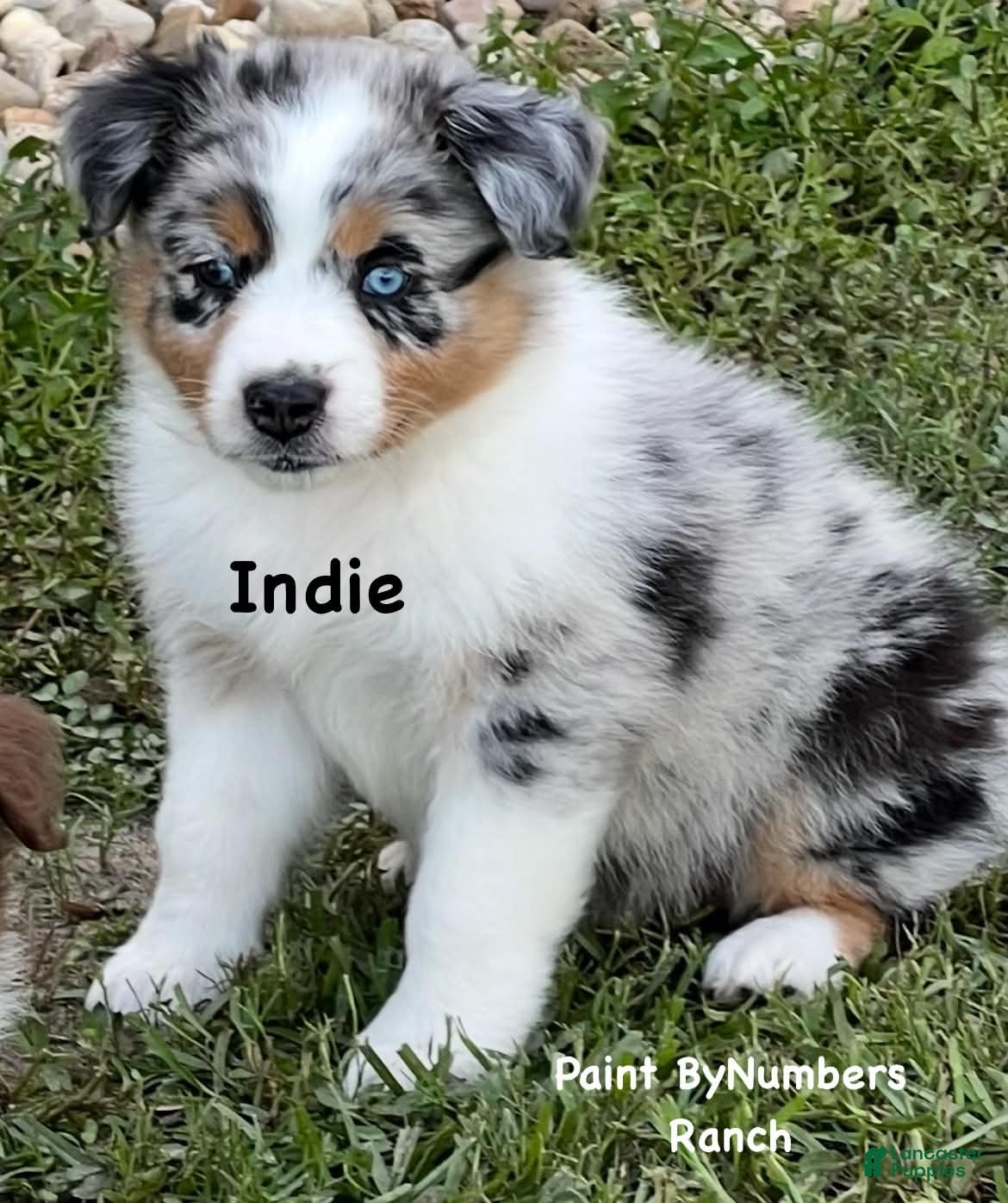 Australian Shepherd dogs Indie on hold  - Ad 22