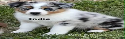 Australian Shepherd dogs for sale: Indie on hold  - Ad 1