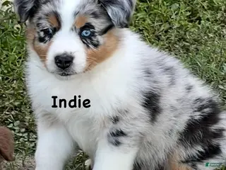 Australian Shepherd dogs Indie on hold - Ad 22