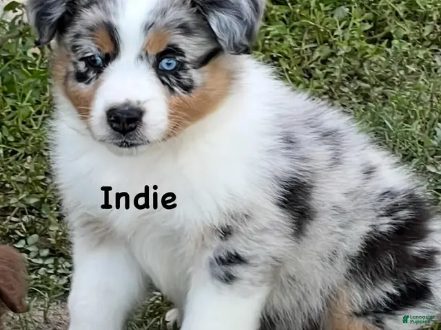 Australian Shepherd dogs for sale: Indie on hold - Ad 37