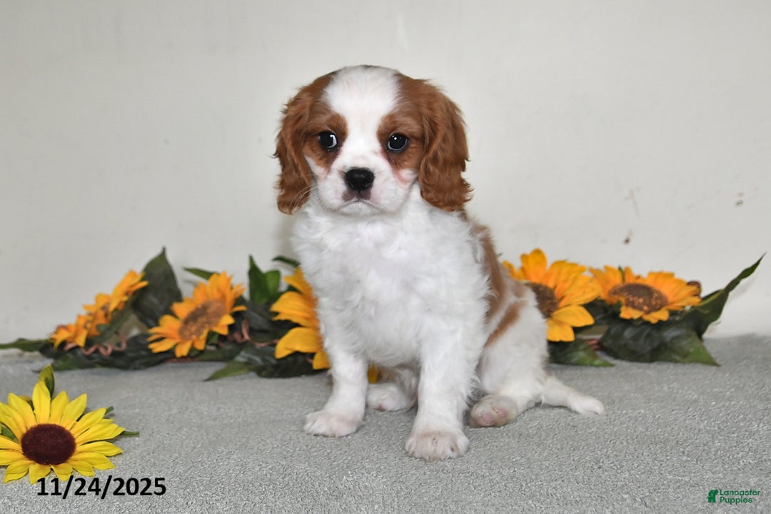 Cavalier King Charles Spaniel dogs for sale: Charlie - Ad 5