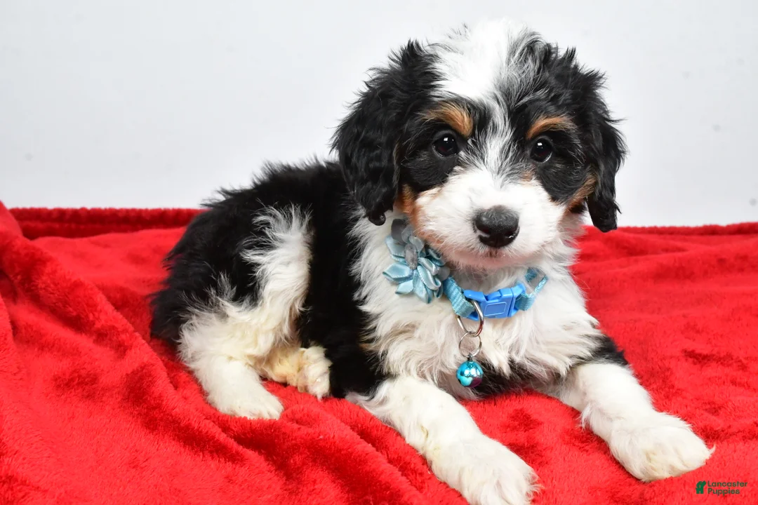 Mini Aussiedoodle dogs for sale: Gabby - Ad 11