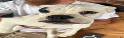 Mixed Breed dogs for sale: Shorty  - Ad 1