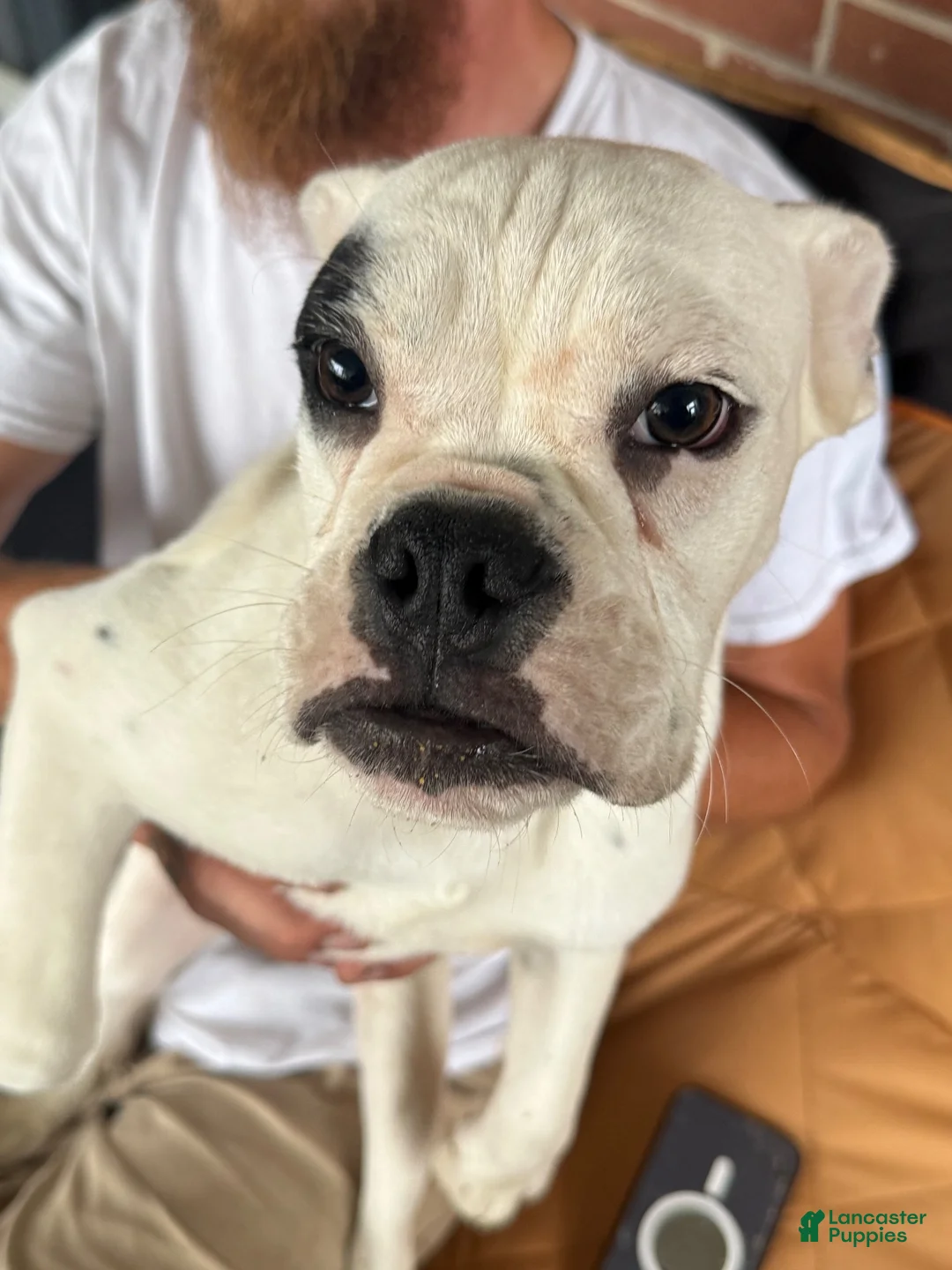 Mixed Breed dogs for sale: Shorty  - Ad 1