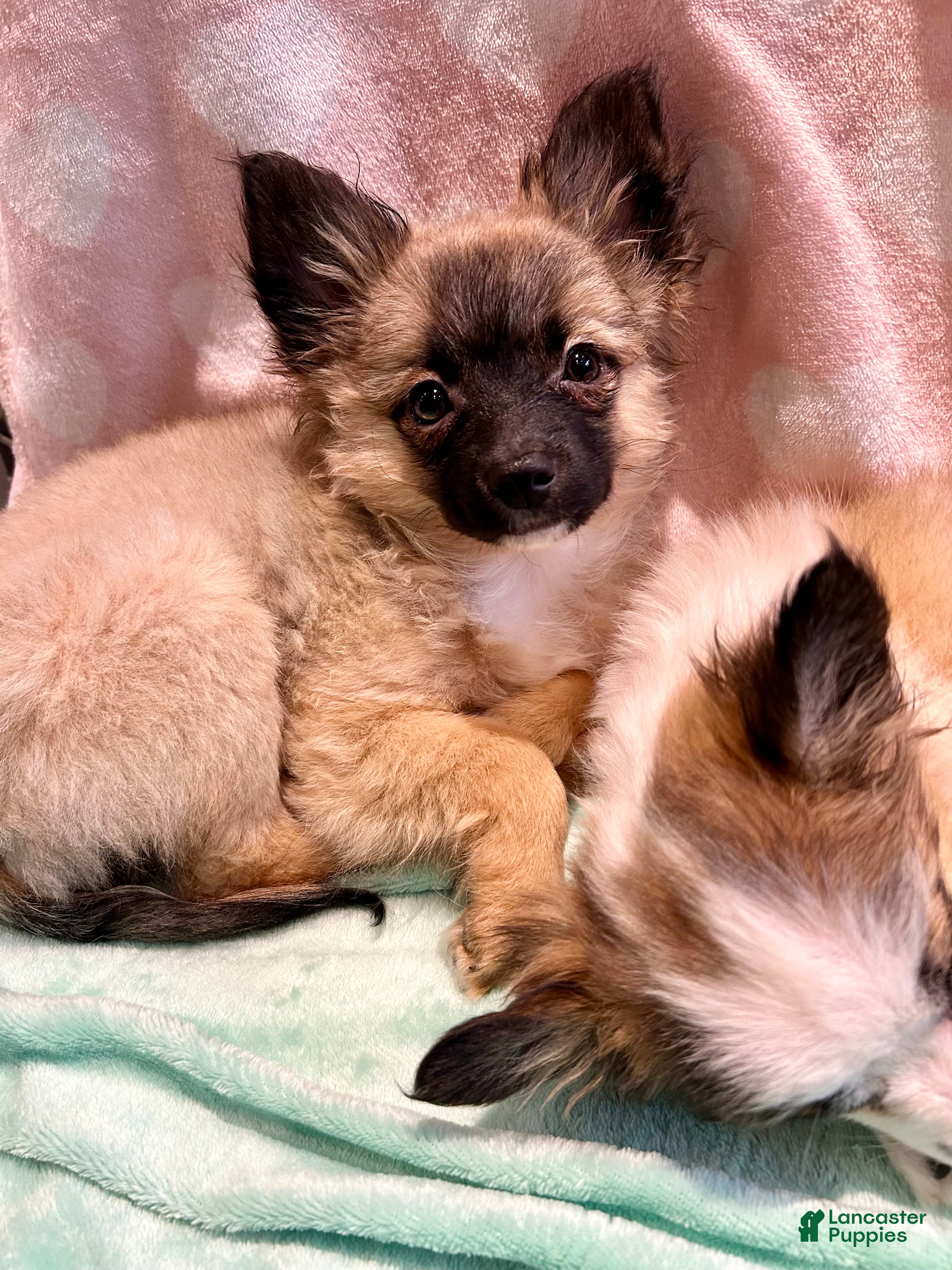 Mixed Breed dogs Mira “Squirt” - Ad 9