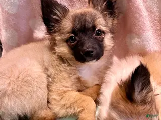 Mixed Breed dogs Mira “Squirt” - Ad 9