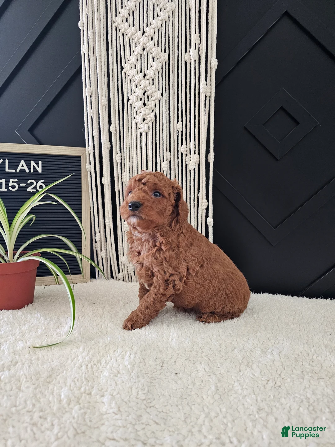 Mini Goldendoodle dogs for sale: Dylan - Ad 1