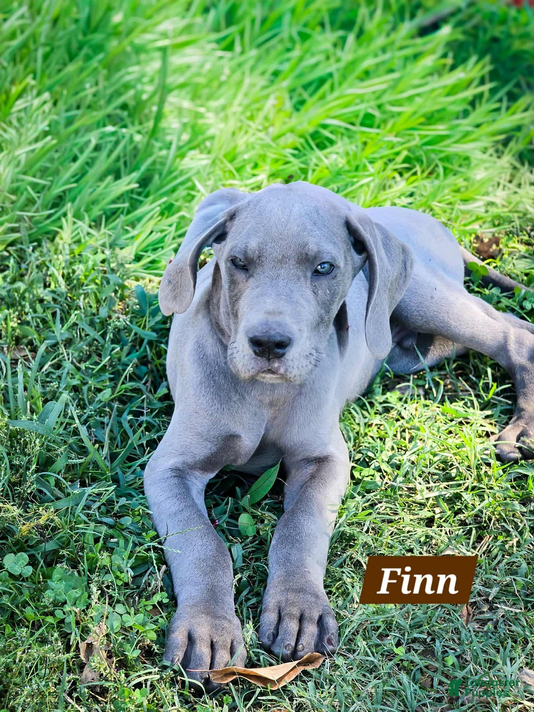 Great Dane dogs for sale: Great Dane Puppy 3 - Ad 1
