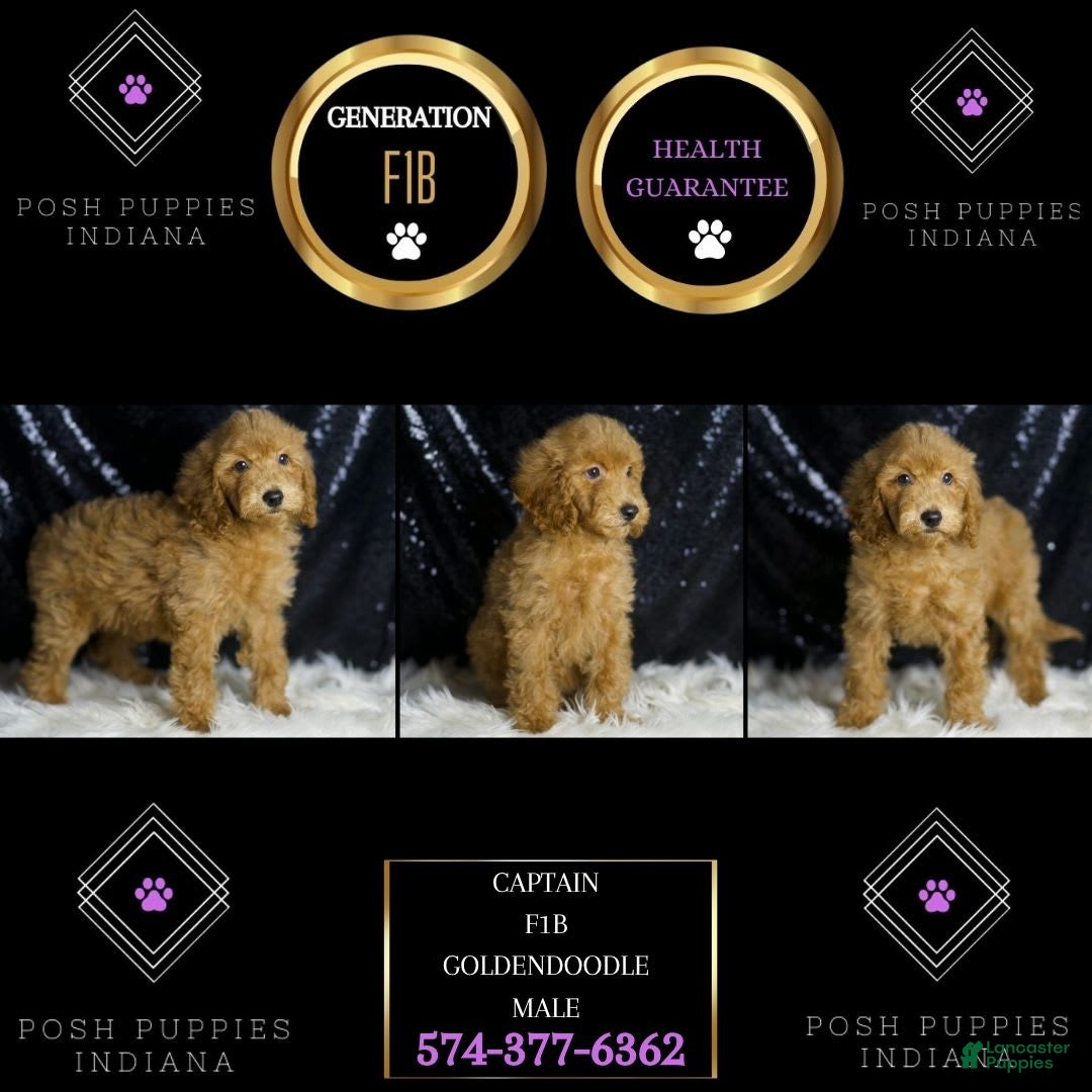 Mini Goldendoodle dogs for sale: Captain - Ad 4