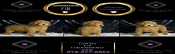 Mini Goldendoodle dogs for sale: Captain - Ad 6