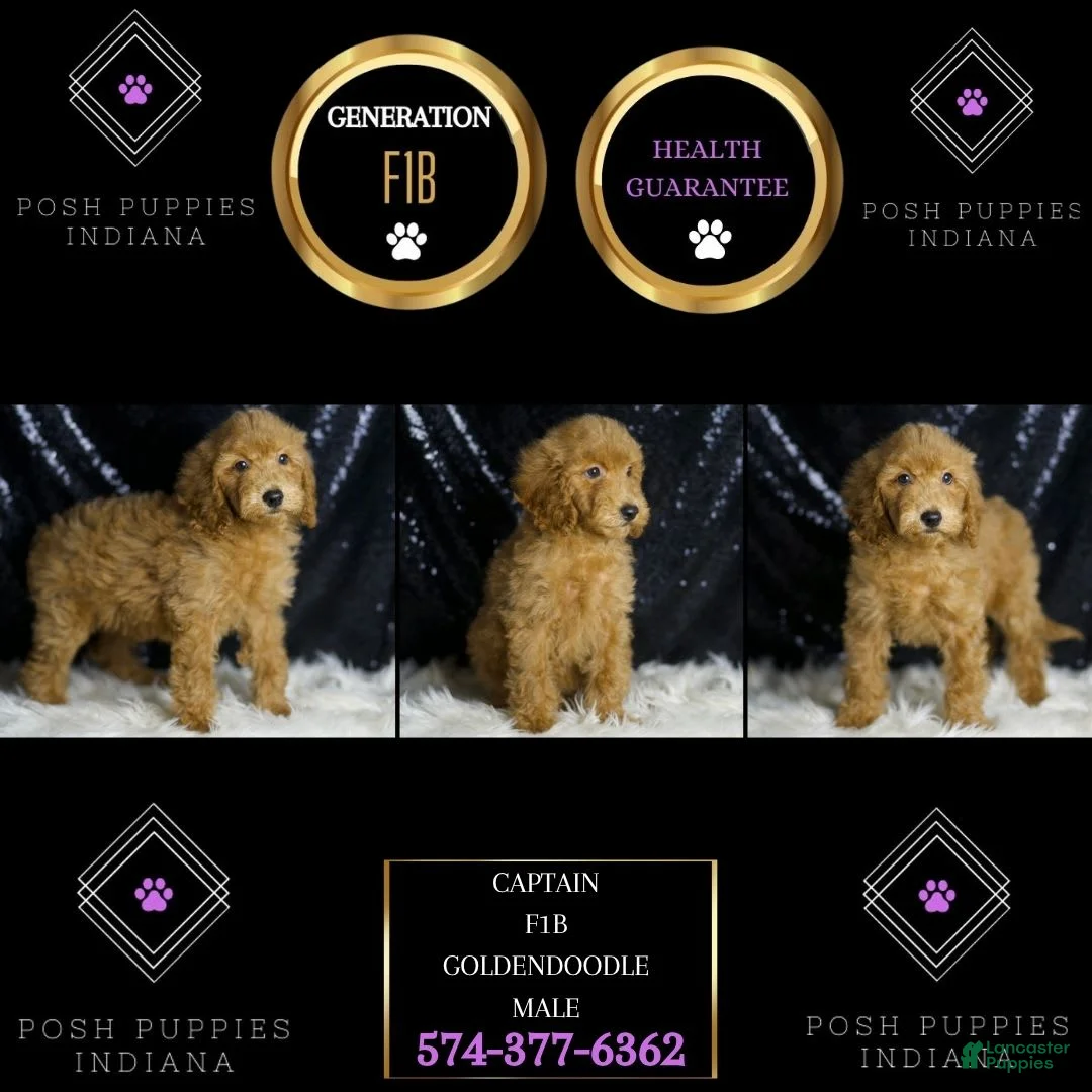 Mini Goldendoodle dogs for sale: Captain - Ad 6