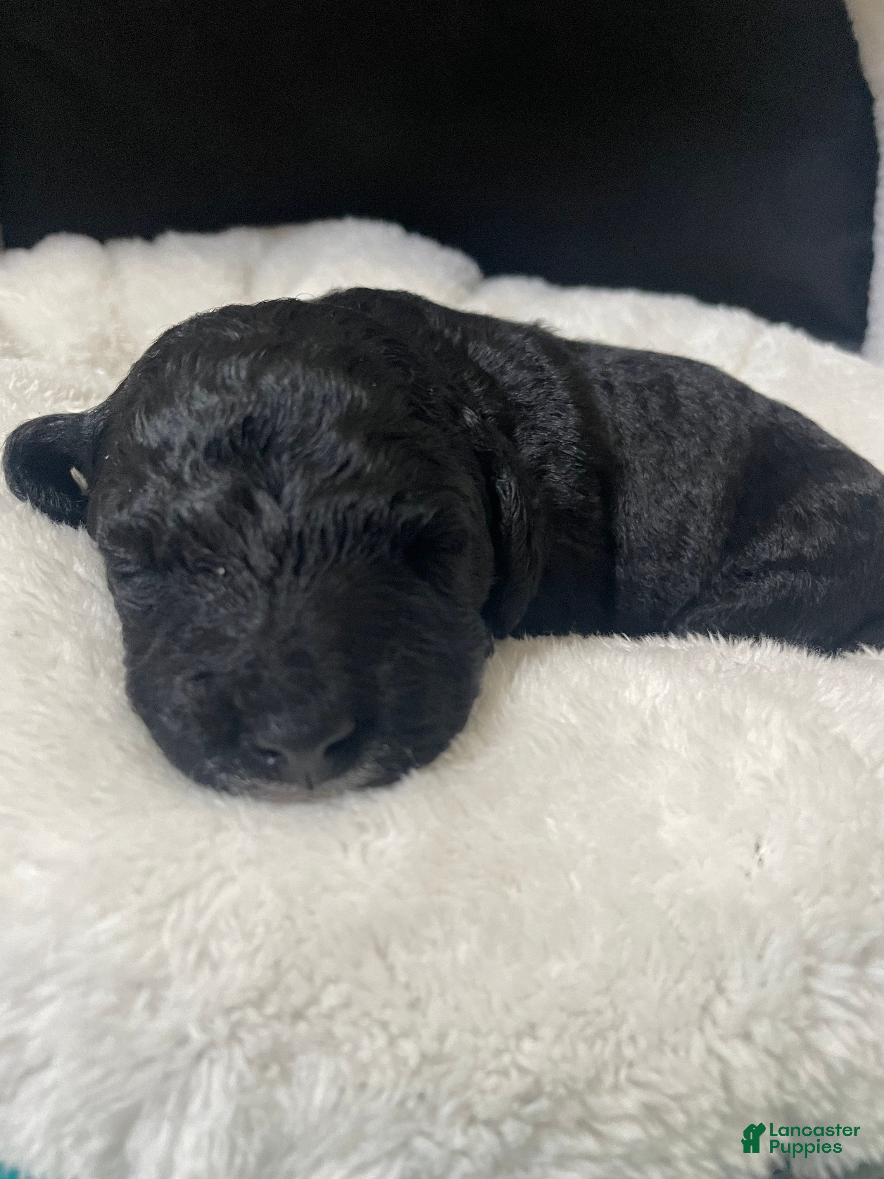 Labradoodle dogs Sailor - Ad 24