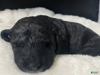 Labradoodle dogs Sailor - Ad 24