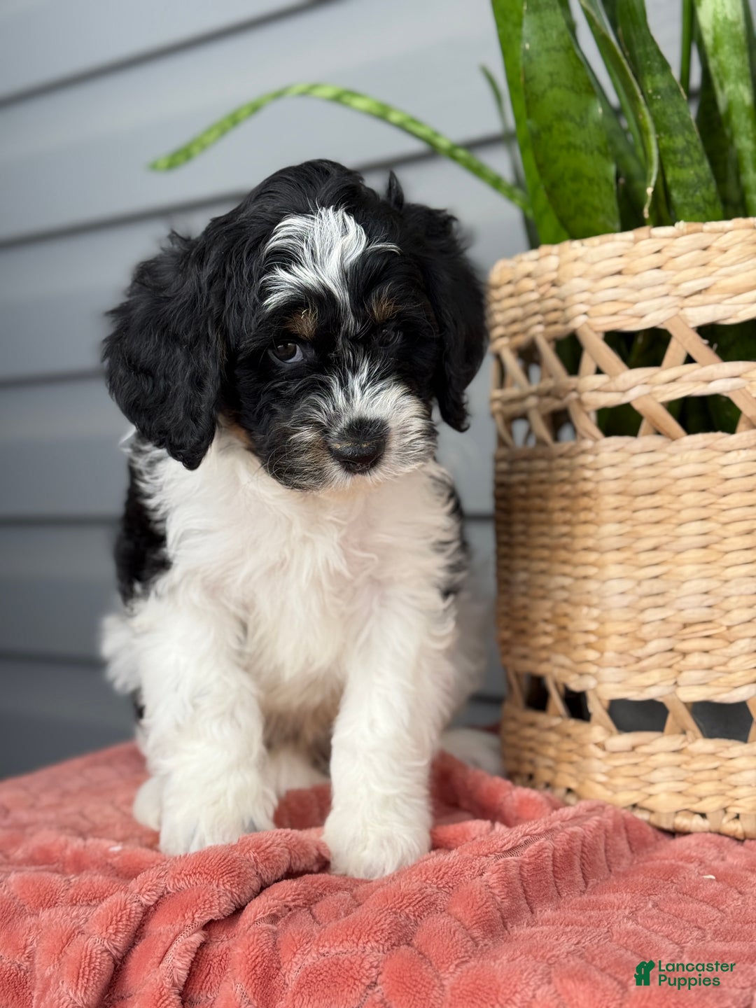Mini Bernedoodle dogs for sale: Fenway - Ad 9