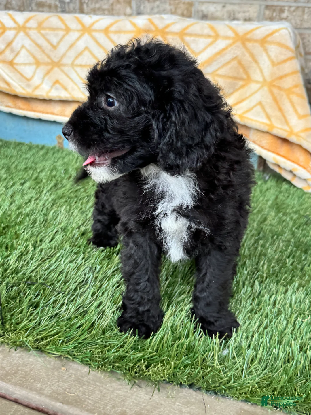 Mixed Breed dogs for sale: Nico - Ad 2