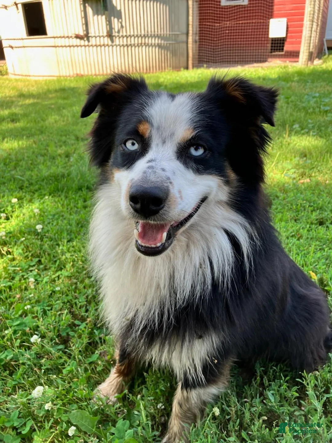 Miniature Australian Shepherd dogs for sale: Peter Rabbit - Ad 7