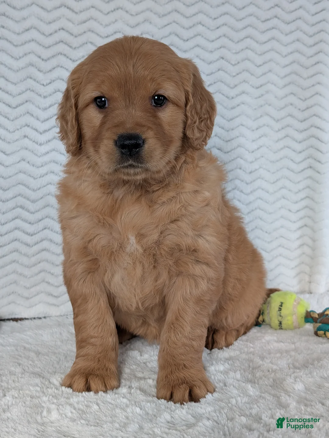 Golden Retriever dogs for sale: Miss Honey  - Ad 5