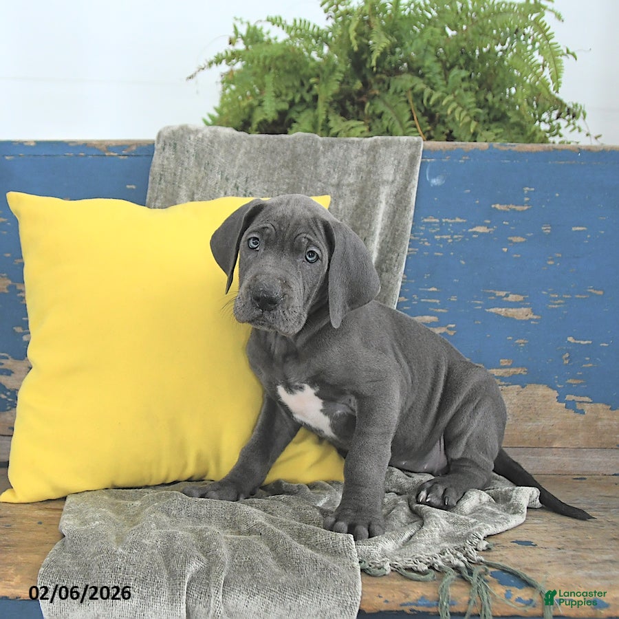 Great Dane dogs Cleopatra - Ad 2