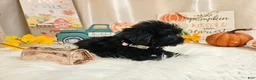 Yorkiepoo dogs for sale: Ava Jolene - Ad 6