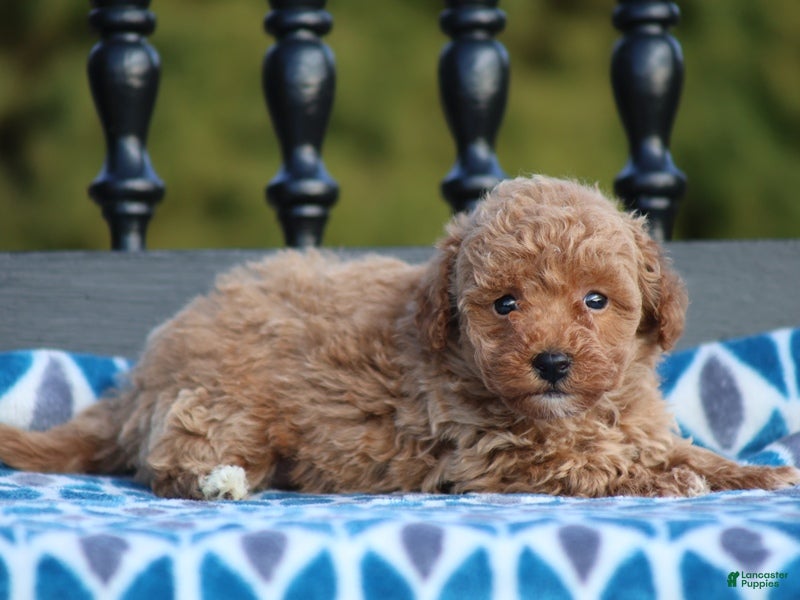 Miniature Poodle dogs Gabrielle - Ad 35