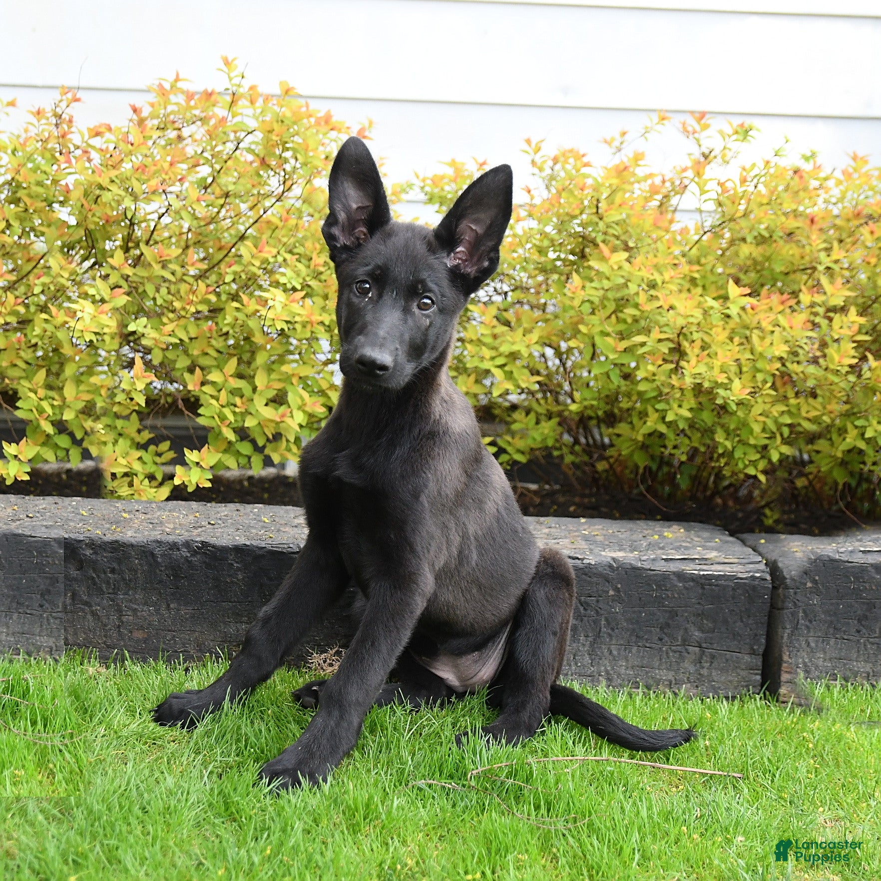 Mixed Breed dogs Twinkle - Ad 1