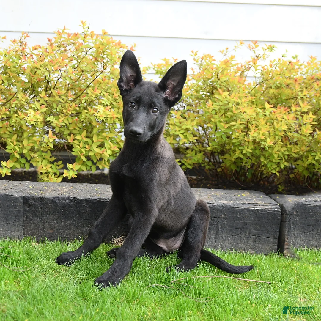 Mixed Breed dogs for sale: Twinkle - Ad 1