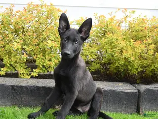 Mixed Breed dogs for sale: Twinkle - Ad 4