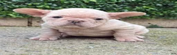 French Bulldog dogs for sale: Tiny - Ad 15