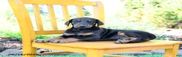 Doberman Pinscher dogs for sale: Troy - Ad 3