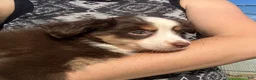 Toy Australian Shepherd dogs for sale: Toy Australian Shepherd 1 - Ad 6
