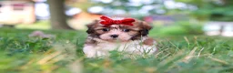 Shih Tzu dogs for sale: Coco - Ad 2