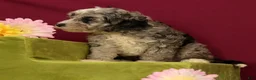Cavapoo dogs for sale: Scout - Ad 4