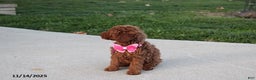 Toy Poodle dogs for sale: Pearl - Ad 6