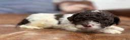 Lagotto Romagnolo dogs for sale: Red collar male - Ad 2
