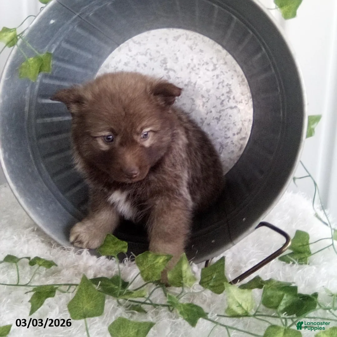 Pomsky dogs for sale: Mia  - Ad 3