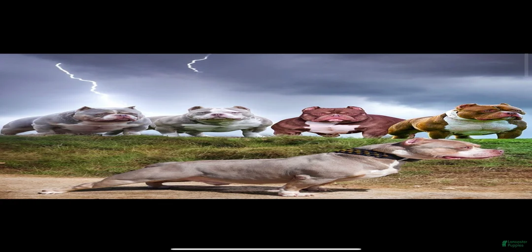 Gallery Image {{count}}