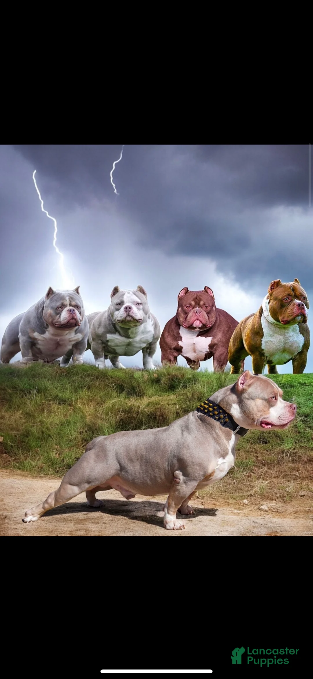 Gallery Image {{count}}