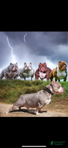 Gallery Image {{count}}