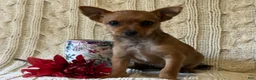 Chorkie dogs for sale: Autumn  - Ad 2
