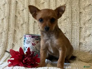 Chorkie dogs Autumn - Ad 2